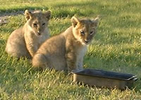 Lion Cubs - Moreson RanchAfrican Ostrich greeting at Moreson