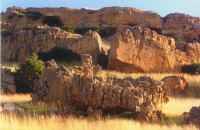 Moreson holiday and Hunting Farm