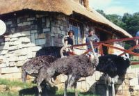 An African Ostrich greeting at Moreson